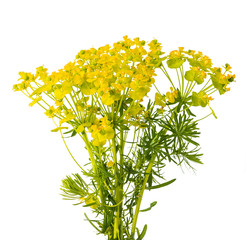 Poster - Cypress spurge (Euphorbia cyparissias)