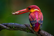 Rufous-backed kingfisher