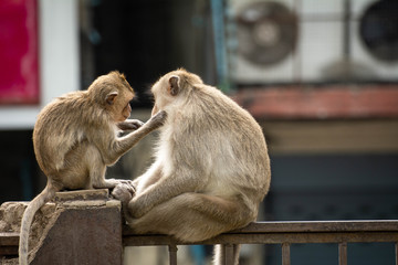 A couples monkey sitting on the fence with Copy space