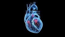 Human Heart Beating Showing The Valves Against A Black Background, Animation.