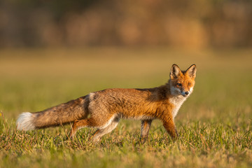 Wall Mural - Mammals - European Red Fox (Vulpes vulpes)