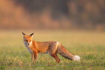 Wall Mural - Mammals - European Red Fox (Vulpes vulpes)