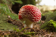 Fly Agaric Or Amanita Muscaria A Poisonous Mushroom With A Red Cap And White Spots Common In Forests