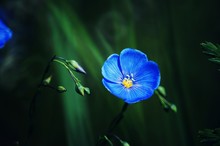 Blue Flower On A Black Background