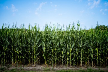 Wall Mural - beautiful shot of cornfield with a blue sky in the background