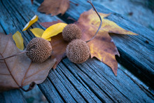 Balls Seeds Sycamore And Leaves, Old Wooden Background