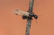 © JUANFRANCISCO - Winged ants usually emerge from the anthill after periods of rain followed by sunny days Camponotus species I think called alates swarmers or reproductives ants