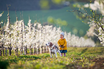 Wall Mural - Front view of small toddler girl standing in orchard in spring, holding a dog.