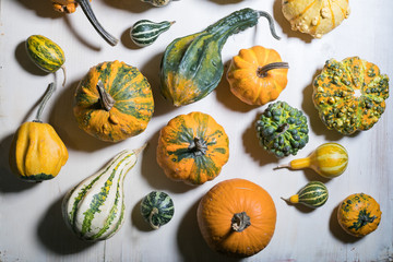 Wall Mural - large group of pumpkin and squash