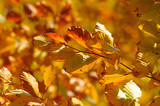 Fototapeta  - Golden autumn leaves
