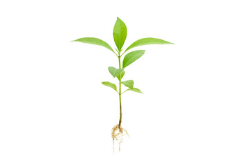 young green plant / growing sprout with root white isolated, natural germination process, produce ne