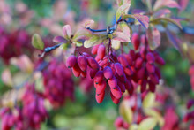 Berries Of The Berberis Vulgaris Plant Also Known As Barberry