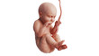 © ARTYuSTUDIO - Embryo human development fetus unborn baby cute. 3D rendering