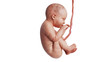 Embryo human development fetus unborn baby cute, side view. 3D rendering