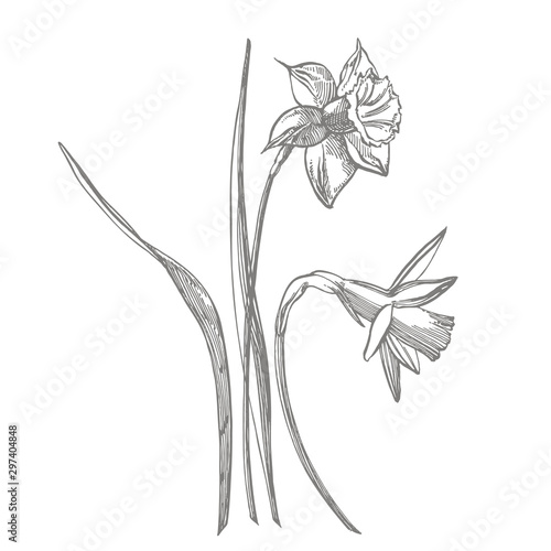 Daffodil or Narcissus flower drawings. Collection of hand drawn black and whi...