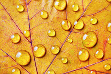 Bright Yellow Autumn Leaf With Water Drops. Macro Photography. Flat Lay.