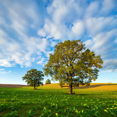 Wall Mural - Old Solitary Oak Trees in Green Field with under blue sky