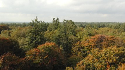 Wall Mural - View above the Autumn forest at the Kaapsen Bossen in Doorn, the Netherlands