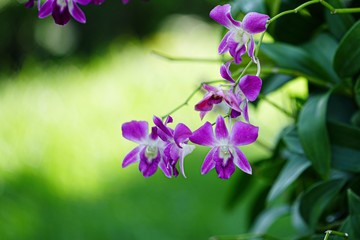 Poster - purple flowers on green background