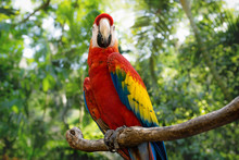 Happy Red Macaw Or Scarlet Macaw Ara Macao With Green Sunny Jungle Background
