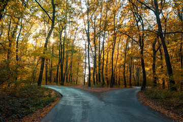 road goes two ways directions in a beautiful autumn forest symbol of making a decision