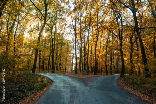 Fotografía road goes two ways directions in a beautiful autumn forest symbol of making a de