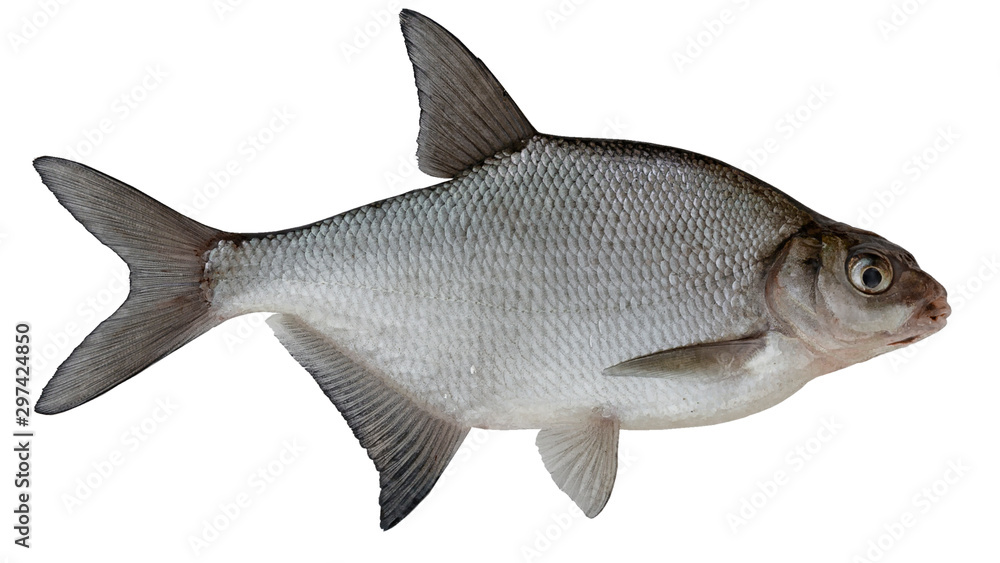Freshwater fish isolated on white background closeup. The common, freshwater,  bronze bream or carp bream  is a  fish in the carp family Cyprinidae, type species: Abramis brama. - obrazy, fototapety, plakaty 