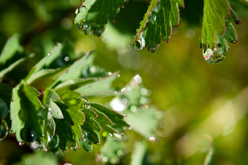 green leaves and raindrops