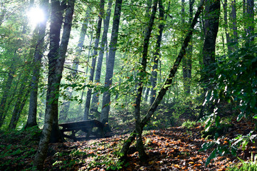  Yedigoller National Park, fallen autumn leaves
