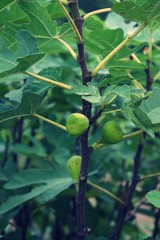 Poster - Close up on Fig fruit growing on Fig Shrub.