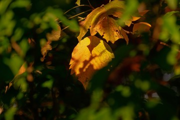 Wall Mural - autumn leaves on a background