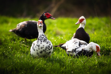 two ducks on green grass