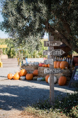 directional signpost in rural area with olive tree and group of pumpkins in background, pumpkin patc