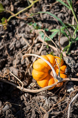 orange mini pumpkin on the vine in pumpkin patch field, sunny day at the farm, field trip to the pum