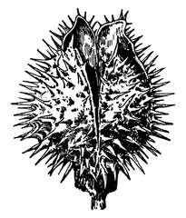 Sticker - Datura Fruit vintage illustration.