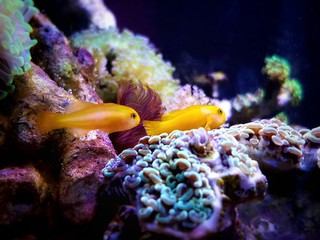 Wall Mural - Yellow clown goby - Gobiodon okinawae