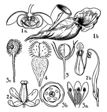 Orders Of Sarraceniaceae, Nepenthaceae, And Droseraceae Vintage Illustration.