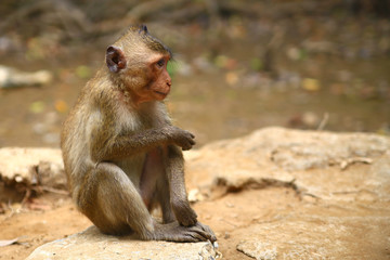 Monkey in profile sits on the ground in the jungle