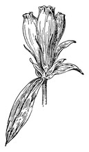 Soapwort Flower Illustration Free Stock Photo - Public Domain Pictures