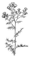Wall Mural - Canada Thistle vintage illustration.