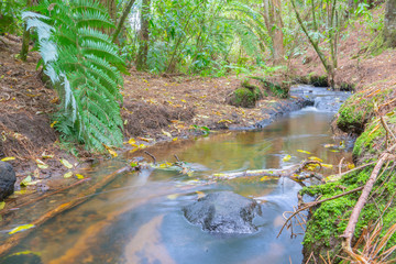 Poster - Small flowing stream through New Zealand bush.