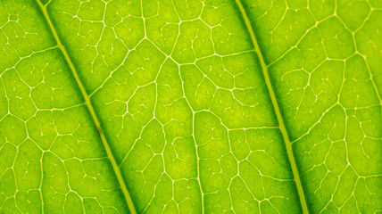 Green leaves background. Leaf texture