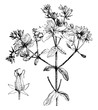 Dehiscing Capsule and Portion and Inflorescence of Hypericum Perforatum vintage illustration.
