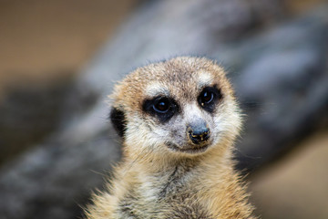 Wall Mural - Meerkat