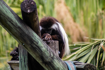 Poster - Angolan colobus monkey