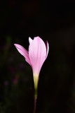 Fototapeta Tulipany - beautiful flower of the field