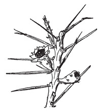 Opuntia Leptocaulis Vintage Illustration.