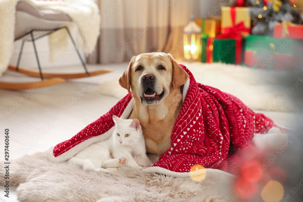 Adorable dog and cat together under blanket at room decorated for Christmas. Cute pets - obrazy, fototapety, plakaty 