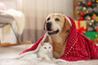© New Africa - Adorable dog and cat together under blanket at room decorated for Christmas. Cute pets