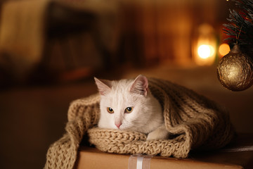 Wall Mural - Cute white cat with scarf in room decorated for Christmas. Adorable pet